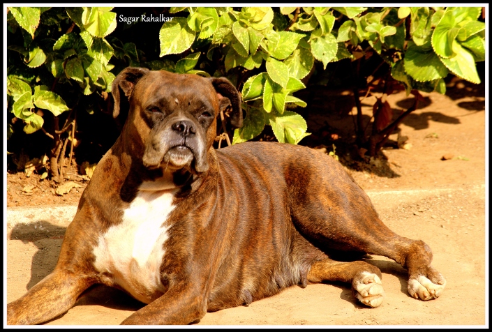 A "Lazy" Boxer spotted outside Quick Bite Restaurant , Mulshi