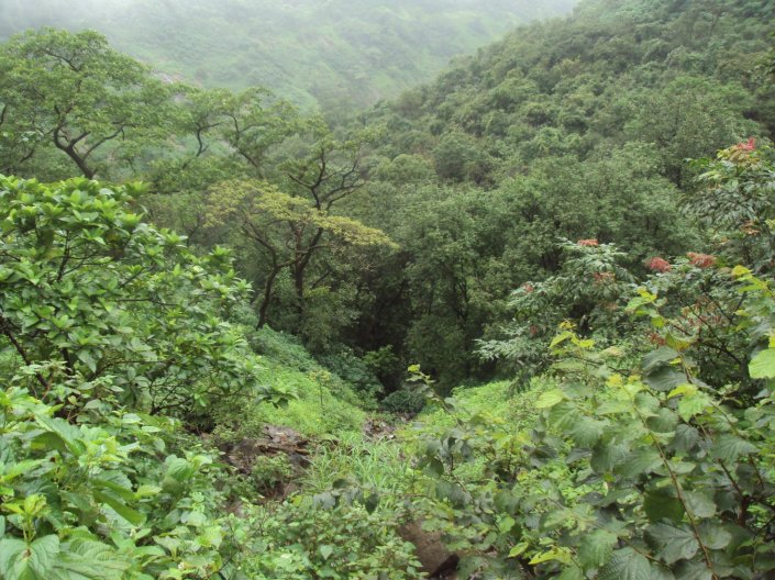 Western Ghat Valley